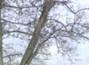 thumb_0111_wichura