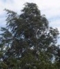 thumb_0118_wichura