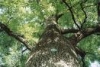 thumb_0222_drzewo