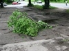 0515_wichura_2