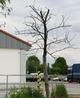 thumb_0520_uschniete_drzewo