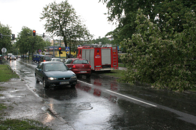 0529_drzewo_d3.jpg