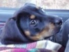 thumb_0711_pies_w_aucie