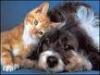 thumb_1225_pupile.jpg