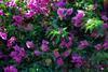 thumb_0518_kwiaty.jpg