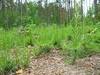 0605_susza_w_lesie.jpg