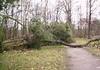 0712_drzewo1.jpg