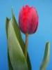 thumb_0308_tulipan.jpg