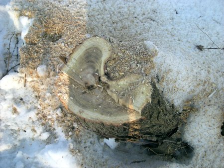 0205_drzewa1.jpg