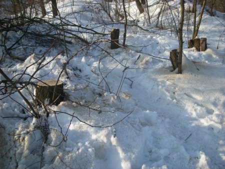 0205_drzewa2.jpg
