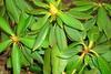 thumb_0528_rododendron.jpg