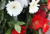 0901_apel.jpg