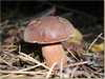 0829_grzyby.jpg