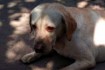 1018_labrador.jpg